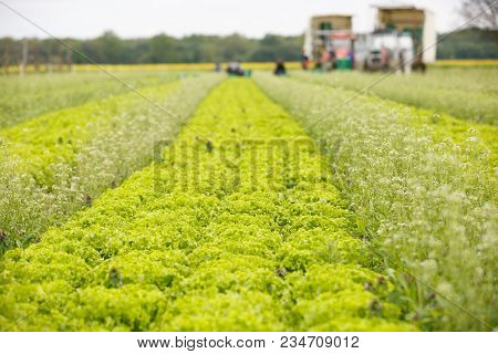Group Of Workers Cutting, Picking And Packing Lettuce By Hand On An Agribusiness Farm. Agriculture I
