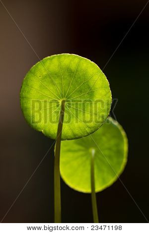 แผ่นสีเขียว