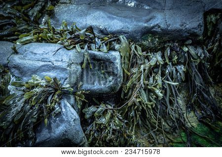 Green Smooth Seaweed Growing Between Grey Textured Rocks On Beach At The Small Coastal Village Of Se