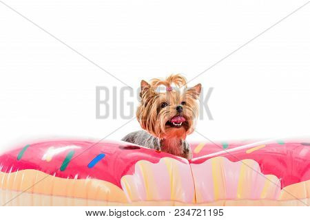 Yorkshire Terrier Sitting On Doughnut Swim Ring Isolated On White