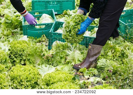 Group Of Workers Cutting, Picking And Packing Lettuce By Hand On An Agribusiness Farm. Agriculture I