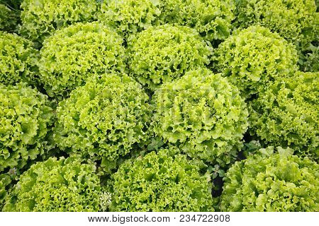 Picture Perfect Field Filled With Lettuce Heads. Agriculture Industry, Fresh Produce, Mass Productio