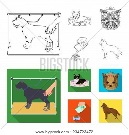 A Dog In A Lounger , A Muzzle Of A Pet, A Bowl With A Feed, A Sheepdog With A Ball In His Teeth. Pet