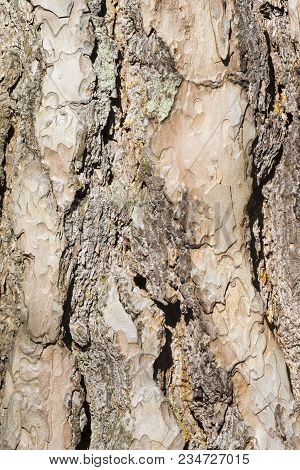 Close-up Of The Bark Of An Old Black Pine Tree In The Forest. View To The Detailed Bark Of An Black 