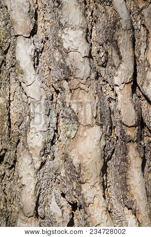 Close-up Of The Bark Of An Old Black Pine Tree In The Forest. View To The Detailed Bark Of An Black 