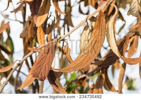 Wiltered Brown Leaves On Tree Branch. Frostbitten Dead Plant. Damaged By Early Frost Foliage.