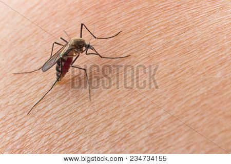 Aedes Aegypti Mosquito. Close Up A Mosquito Sucking Human Blood,