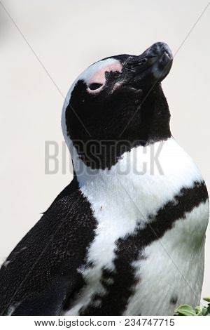 A Penguin Looking Up In South Africa