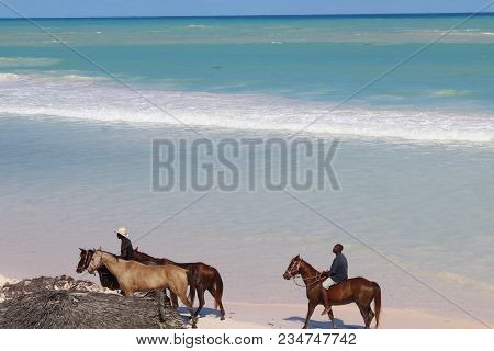 Riding Horses On A Pink Sand Beach In The Bahamas