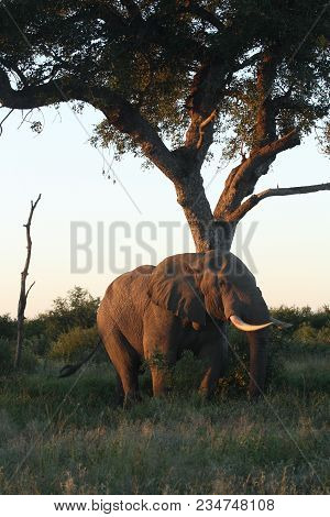 Elephant Rubbing On A Tree In South Africa