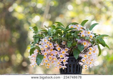 Beautiful Wild Flower Orchid,dendrobium Palpebrae Lindl.,rare Species Of Wild Orchids