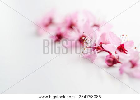 Vivid Pnk Cherry Blossom In Spring Time On White Background. Negative Space.