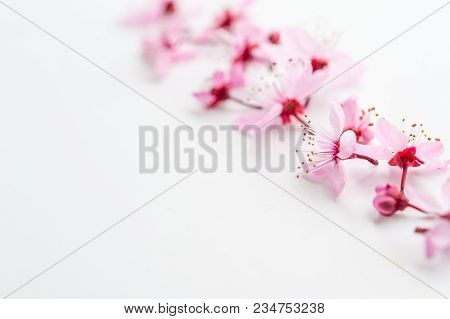 Vivid Pnk Cherry Blossom In Spring Time On White Background. Negative Space.