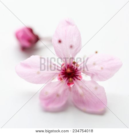 Vivid Pnk Cherry Blossom In Spring Time On White Background. Negative Space.