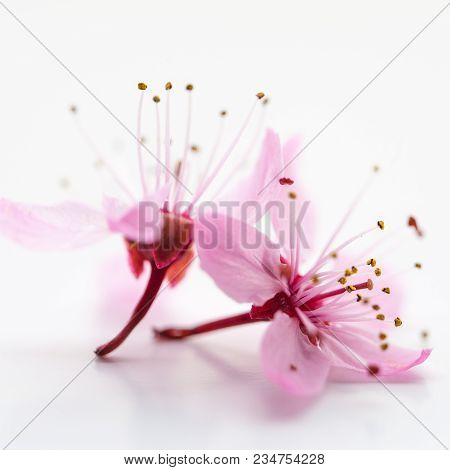 Vivid Pnk Cherry Blossom In Spring Time On White Background. Negative Space.