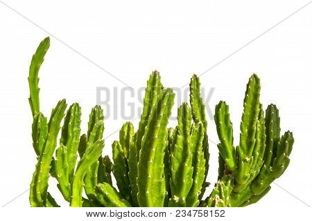 Stapelia Leendertziae Succulent Plant With Green Fleshy Stalks, Isolated On White Background