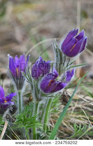 Close Up Early Bloomer Purple Pulsatilla Flower Head (windflower, Mayflower, Pasqueflower) In Green 