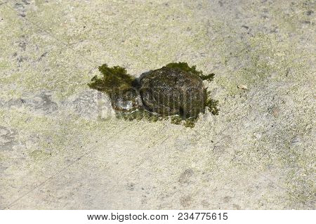 Goose Turd On The Floor During Hot Day