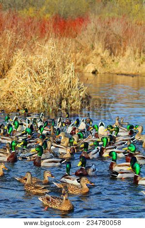 A Crowd Of Mallard Ducks Gethering In The Lake
