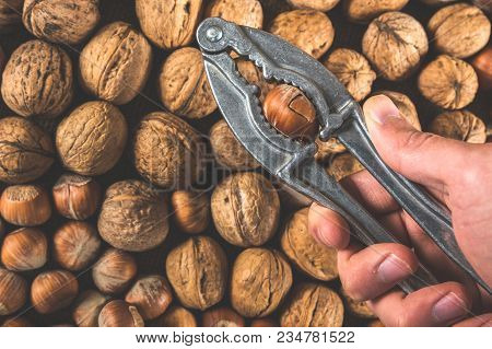 Cracking The Hazelnut Using Nut Cracker In Man Hand