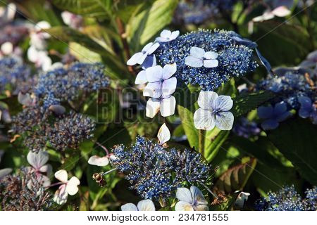Violet And Blue Flowers On A Street In Perros-guirec In Brittany