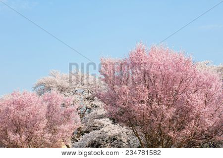 Somei Yoshino cherry blossom (back) and, Higan cherry (front) or rosebud cherry ( Prunus subhirtella / Prunus pendula) blossom flowering in full bloom in spring, with blue sky in background.