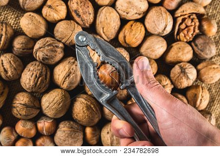 Cracking The Hazelnut Using Nut Cracker In Man Hand