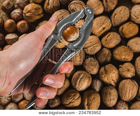 Cracking The Hazelnut Using Nut Cracker In Man Hand