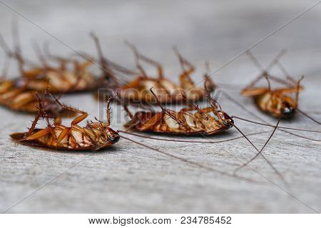 Dead Cockroaches Nest ,cockroaches Die On Wooden Background