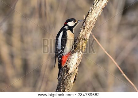 Great Spotted Woodpecker (dendrocopos Major) Sitting On A Dry Branch, Carefully Looking For Insects.