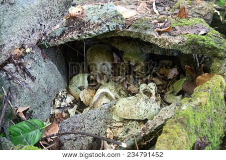 Skulls Inside A Stone Shrine At A Local Village In The Marovo Lagoon On Solomon Islands