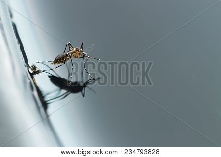 Gnats; Mosquitoes; Larvae,mosquito Larvae In Dirty Water And Young Mosquitoes,instar With Shell Mosq