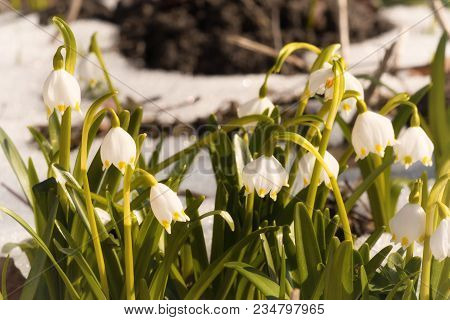 Spring Snowflake With Snow, Leucojum Vernum, Amarylidaceae