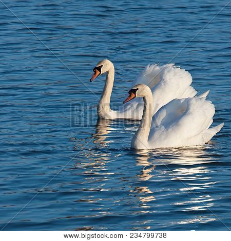 Two White Swans Swimming On A Lake