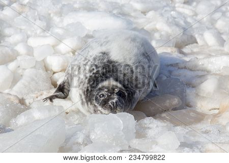 Sea Calf Baby Rest On The Ice On The Baltic Sea Coast