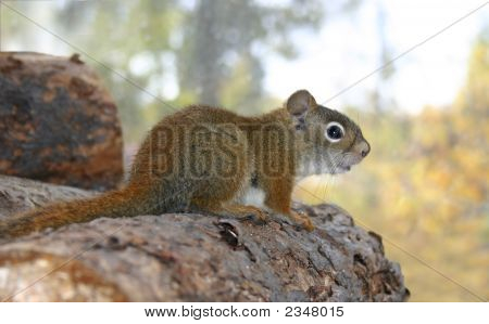 Chipmunk