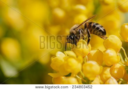 Honey Bee On Yellow Flower, Close Up Macro,spring
