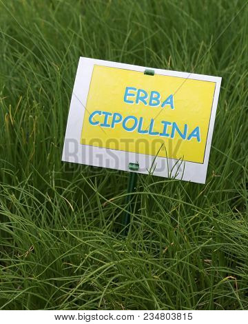 Aromatic Plant With Label With The Text Erba Cipollina Which In Italian Means Chves Excellent For Co