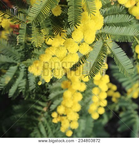 Large Flowers Of Yellow Mimosa Blossomed In Spring With Leaves