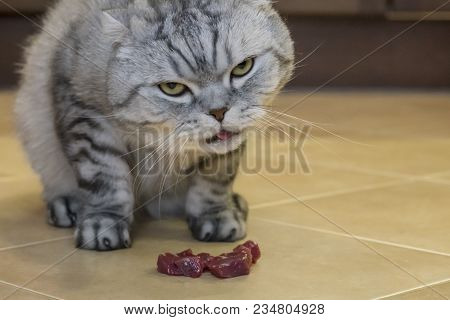 Gray Cat Scottish Fold Eats Meat, On The Ceramic Floor