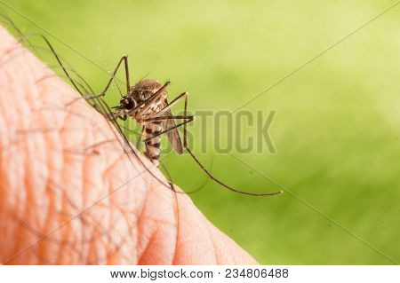 Aedes Aegypti Mosquito. Close Up A Mosquito Sucking Human Blood,mosquito Vector-borne Diseases,chiku
