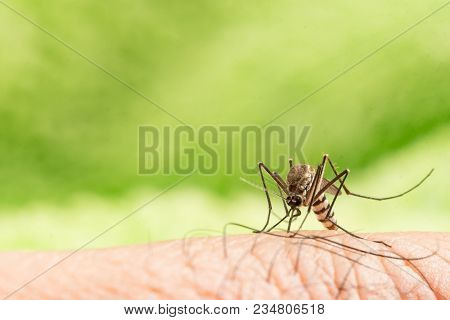 Aedes Aegypti Mosquito. Close Up A Mosquito Sucking Human Blood,mosquito Vector-borne Diseases,chiku