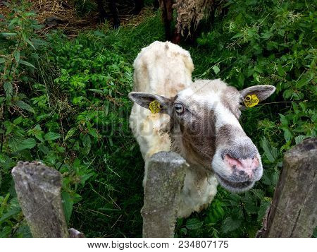 Domestic Goat In The Enclosure Goatish Image