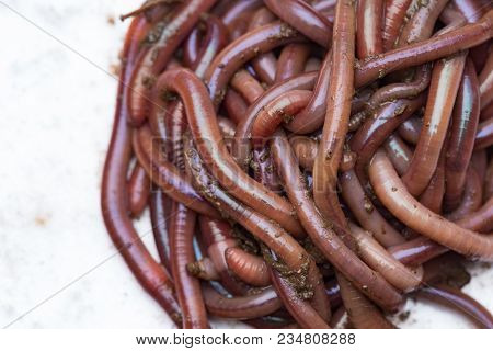 Earthworms (dendrobena Veneta) For Fishing Or Compost
