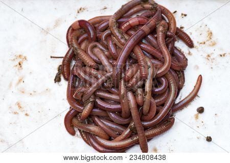 Earthworms (dendrobena Veneta) For Fishing Or Compost