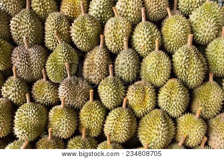 Durian King Of Fruit