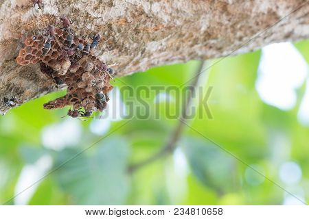 Hymenoptera On The Nest On The Branches Of Trees. Selective Focus
