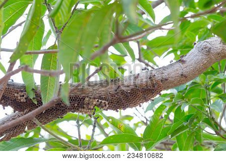 Hymenoptera On The Nest On The Branches Of Trees. Selective Focus