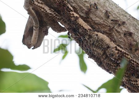 Hymenoptera On The Nest On The Branches Of Trees. Selective Focus