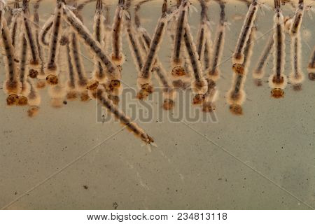 Gnats; Mosquitoes; Larvae,mosquito Larvae In Dirty Water